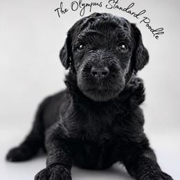 Peter - Silver male Poodle puppy in Spring Hills, Florida from The Olympus Standard Poodle