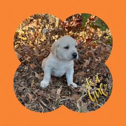 Labrador Retriever, Mastiff, and Miniature Australian Shepherd Puppies from Blackberry Cabin Farms