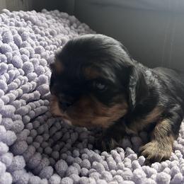 Girl 2 - Black and tan female Cavalier King Charles Spaniel puppy in Morriston, Florida from Cutesy Cavaliers