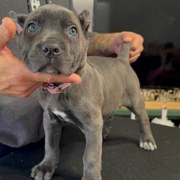 Cane Corso Puppies from Gaxx Corsos