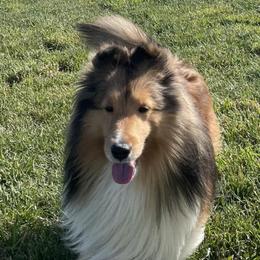Shetland Sheepdogs from Andrea's Shetland Sheepdogs