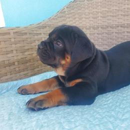 Cane Corso Puppies from Willow’s Meadow