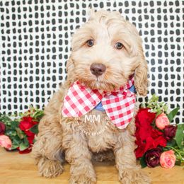 Max - Buff male Cockapoo puppy in Rattan, Oklahoma from Double M Cocker Spaniels