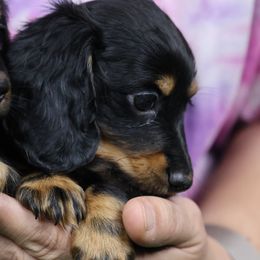 Girl 1 - Black and tan Dachshund puppy in Lancaster, California from Avignon