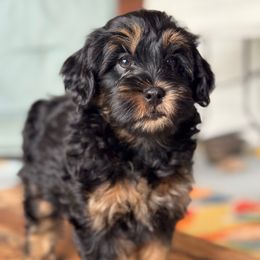 Beauty - Tri-color female Bernedoodle puppy in Denver, Pennsylvania from Redcay's Mini Bernedoodles