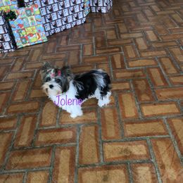Yorkshire Terrier Puppies from Mountain Magic Yorkies