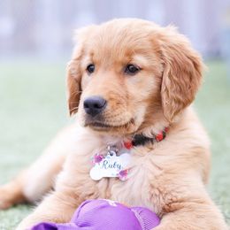 Golden Retrievers from Gradient Golden Retrievers