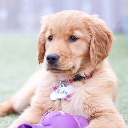 Golden Retrievers from Gradient Golden Retrievers