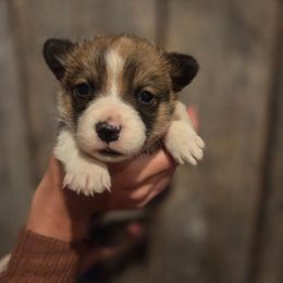 Male 1 - Sable male Pembroke Welsh Corgi puppy in Mouth Of Wilson, Virginia from Holly Ridge Aussies, Aussiedoodles & Corgis