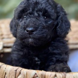 Skipper - Black male Bernedoodle puppy in Vacaville, California from Starlight Goldendoodles