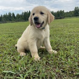 Goldendoodle and Golden Retriever Puppies from Goldie Locks Golden Retrievers & Doodles