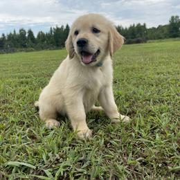 Goldendoodle and Golden Retriever Puppies from Goldie Locks Golden Retrievers & Doodles