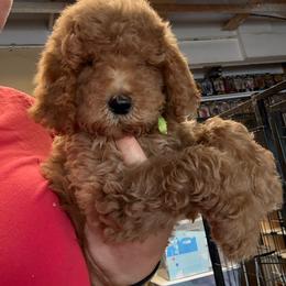 Green - Red female Assorted Doodle Crosses puppy in San Jacinto, California from Goldens and Doodles