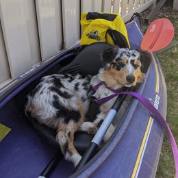 Aussiedoodles, Bernedoodles, Bernese Mountain Dogs, and Poodles from NEK Doodles