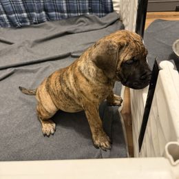Girl 1 - Tiger female Perro de Presa Canario puppy in Houston, Texas from Space City Presas