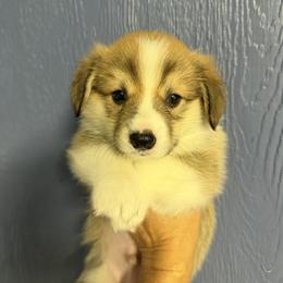 Justice - Red male Pembroke Welsh Corgi puppy in Victoria, Texas from Clear Creek Corgis