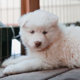 Siberian Husky Puppies from Hill Top Huskies