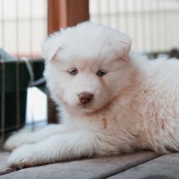 Siberian Husky Puppies from Hill Top Huskies