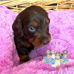 Olive - Chocolate and tan female Dachshund puppy in Cave City, Kentucky from Mammoth Cave Dachshunds