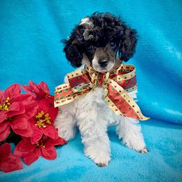 Kylie - Parti female Poodle puppy in Lompoc, California from Canyon Spring Ranch Poodles