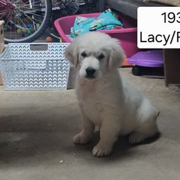 Lacy boy 1931 - Light golden male Golden Retriever puppy in Niles, Michigan from Family Raised Goldens