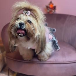 Paris - Shih Tzu