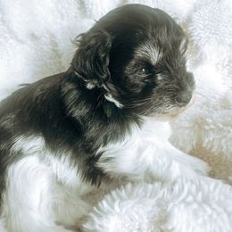 Girl 1 - Parti female Miniature Schnauzer puppy in Cheney, Washington from Rolling Hills Schnauzers