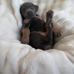 Doberman Pinscher Puppies from Haus of Hound