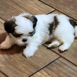 Shih Tzus from Jennifer's Shih Tzus