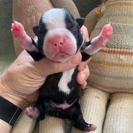 Myles - Black brindle and white male Boston Terrier puppy in Tampa, Florida from Bayshore Boston Terrier’s