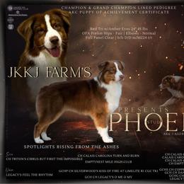 Phoenix - Australian Shepherd