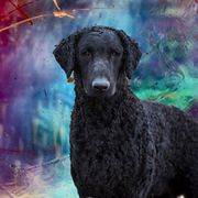 Curly-Coated Retriever All Grown Up from Stoic Gun Dogs