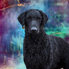 Curly-Coated Retriever All Grown Up from Stoic Gun Dogs