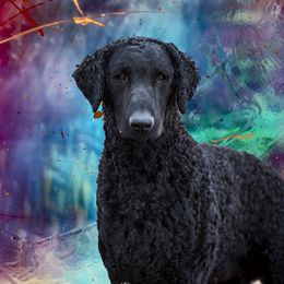 Curly-Coated Retriever All Grown Up from Stoic Gun Dogs