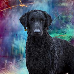 Curly-Coated Retriever All Grown Up from Stoic Gun Dogs