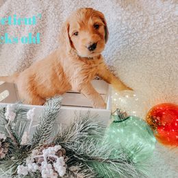 Goldendoodle Puppies from Big Top Doodles