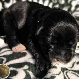Chloe - Black female Miniature Schnauzer puppy in Frankford, Delaware from Miniature Schnauzers of Delmarva
