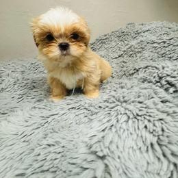 Mochi - Gold and white male Shorkie puppy in San Tan Valley, Arizona from Great Mates