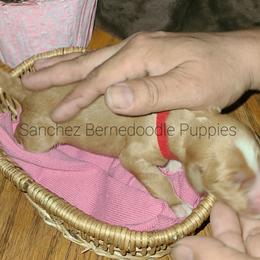 "blonde/white striped girl" Bernedoodle Puppies from Sanchez Bernedoodle Puppies