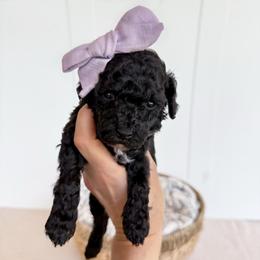 Elle- purple collar girl - Black female Cavapoo puppy in Melbourne, Florida from Space Coast Doodle Co.