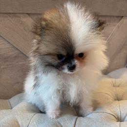 Oreo - Cream sable parti male Pomeranian puppy in Ladera Ranch, California from Tinkerpoms