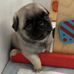 Pug puppies from Buckingham Pugs of Alabama