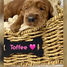 Toffee - Red female Australian Labradoodle puppy in Sacramento, California from Delta Breeze Labradoodles