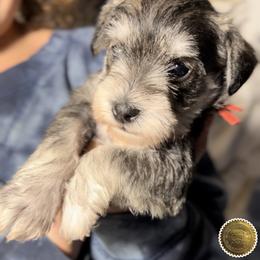 Evie - Salt and pepper female Miniature Schnauzer puppy in Frankford, Delaware from Miniature Schnauzers of Delmarva