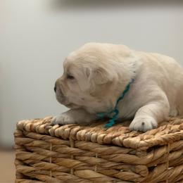 Aqua - Yellow female Labrador Retriever puppy in Pendleton, South Carolina from DogSmith Purebreds