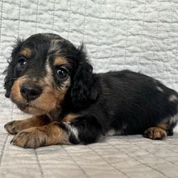 Boy 1 - Dapple male Dachshund puppy in Hope, Arkansas from Duckett Lane Dachshunds