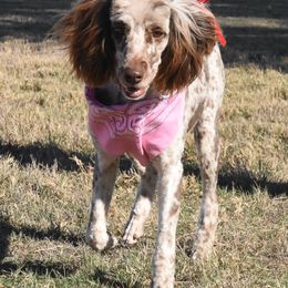 Millie - Aussiedoodle