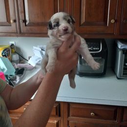 Australian Shepherd Puppies from Melick Kennels