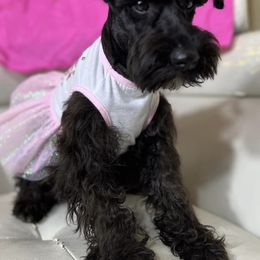 Miniature Schnauzers from AGG Schnauzers of Texas