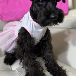 Miniature Schnauzers from AGG Schnauzers of Texas